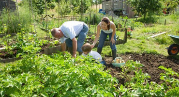 Jak správně zasadit brambory, abyste získali dobrou úrodu?