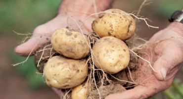 Popis odrůdy modrých brambor a jejích vlastností