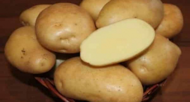 Popis odrůdy brambor gulliver, vlastnosti pěstování a výnos