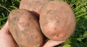 Popis odrůdy brambor irbit, doporučení pro pěstování a výnos