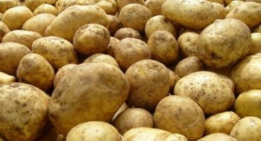 Popis odrůdy brambor karatop, její vlastnosti a pěstování