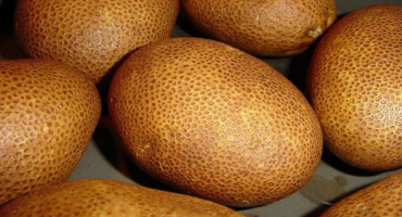 Popis odrůdy brambor kiwi, její vlastnosti a výnos