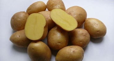 Popis odrůdy brambor colombo, vlastnosti pěstování a péče