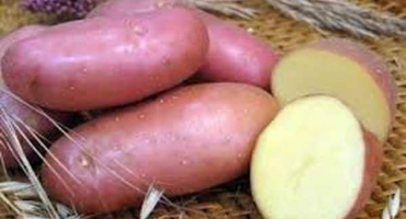 Popis odrůdy brambor hezký, rysy pěstování a péče