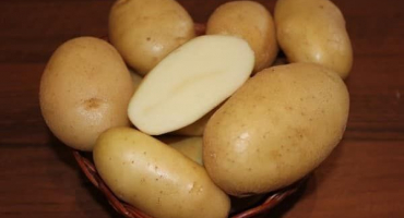 Popis odrůdy brambor robustní, pěstování a péče