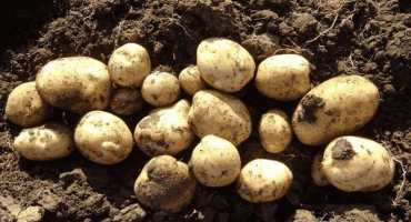 Popis odrůdy brambor lasunok, její vlastnosti a výnos