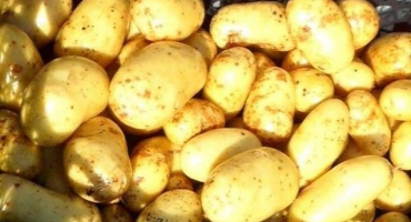 Popis odrůdy brambor latona, vlastnosti pěstování a výnos