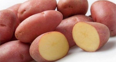 Popis manifestní odrůdy brambor, její vlastnosti a výnos