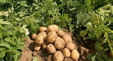 Popis meteoru odrůdy brambor, vlastnosti pěstování a péče