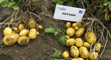 Popis odrůdy brambor natasha, její vlastnosti a výnos