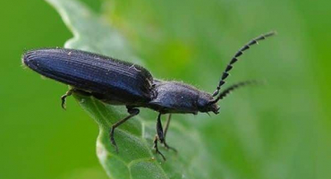 Popis a boj proti klikru (drátěnce) na bramborách