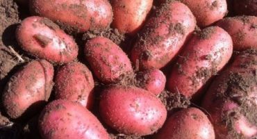 Popis odrůdy brambor červené lady, vlastnosti pěstování a výnos