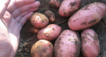 Popis odrůdy brambor červená šarlatová, její vlastnosti a výnos