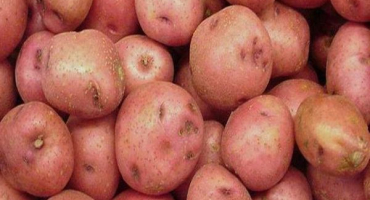 Popis odrůdy brambor ryabinushka, vlastnosti pěstování a výnos