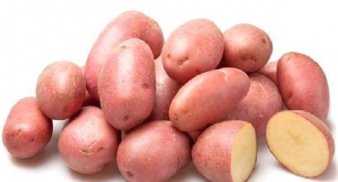 Popis odrůdy brambor rosara, doporučení pro pěstování a recenze zahradníků