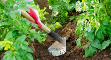 Popis odrůdy brambor santa, její vlastnosti a pěstování