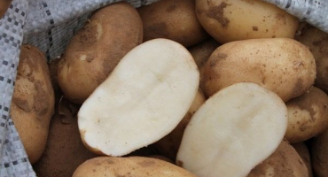 Popis odrůdy brambor luck, její vlastnosti a doporučení pro pěstování