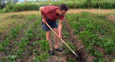 Popis odrůdy brambor uladar, vlastnosti pěstování a péče