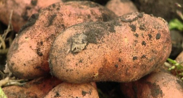 Popis odrůdy brambor brzy ráno, její vlastnosti a výnos