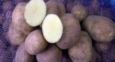 Popis odrůdy brambor vineta, výsadba ve volné půdě a péče