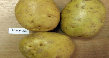 Popis odrůdy brambor zekura, její vlastnosti a výnos