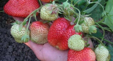 Popis odrůdy jahodníku chamora turusi, výsadba, pěstování a péče