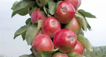 Popis odrůdy sloupové jabloně lesa, výhody a nevýhody, jak sklízet a skladovat úrodu