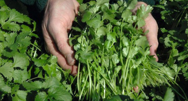 Popis odrůdy koriandru caribe, vlastnosti pěstování a péče