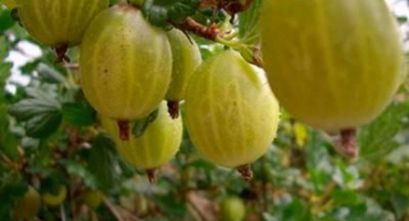 Popis odrůdy běloruského cukrového angreštu, výsadba a péče