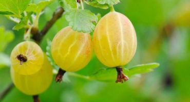 Popis odrůdy angreštu žlutý ruský, pěstování a péče