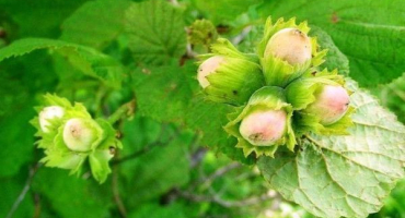 Popis odrůdy lísky obyčejné kontorta, výsadba a péče