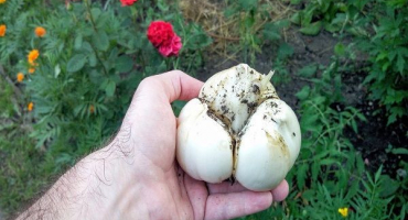 Popis odrůdy suvorovsky (anzur) cibule-česnek, její vlastnosti