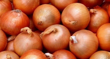 Popis odrůdy cibule hercules, její vlastnosti a výnos