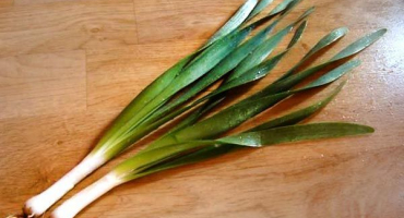 Popis odrůdy slizové cibule, vlastnosti pěstování a péče