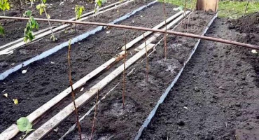 Popis pohádky odrůdy maliny a rozmnožování stromů, výsadba a péče