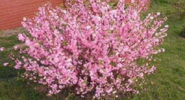Popis odrůdy mandlově růžové pěny, pravidla výsadby a údržby na otevřeném poli