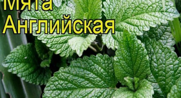 Popis anglické odrůdy máty, vlastnosti pěstování a péče