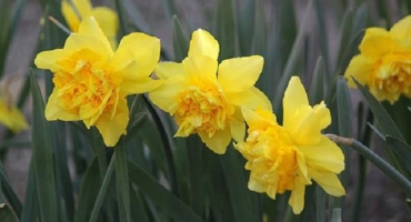 Popis odrůdy narcisu dicka wildena, pravidla pěstování a metody chovu