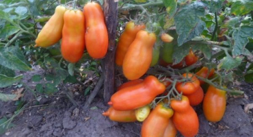 Popis odrůdy palivového dříví nízkorostoucích rajčat a jeho charakteristik