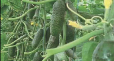 Popis odrůdy okurky čajkovského, její vlastnosti a výnos