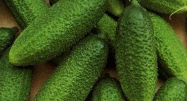 Popis zázračné odrůdy okurky crunch, pěstitelských vlastností a péče