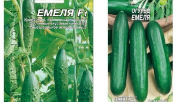 Popis odrůdy okurky emelia, vlastnosti pěstování a péče