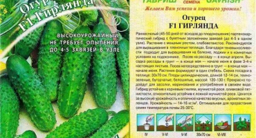 Popis odrůdy okurkové girlandy f1, doporučení pro pěstování a péči
