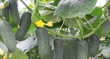 Popis odrůdy okurky gunnar, její vlastnosti a pěstování