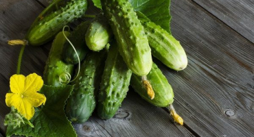 Popis odrůdy okurky khutorok f1, vlastnosti pěstování a výnos