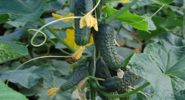 Popis odrůdy okurky carolina f1, její vlastnosti a produktivita