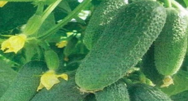 Popis odrůdy okurky claudine, její vlastnosti a pěstování