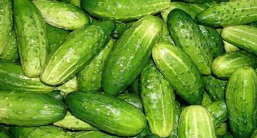 Popis odrůdy mamlúcké okurky, její pěstování a péče