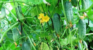 Popis odrůdy mravenčí okurky, její vlastnosti a výnos