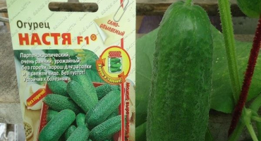 Popis odrůdy okurky nastya f1, vlastnosti pěstování a péče
